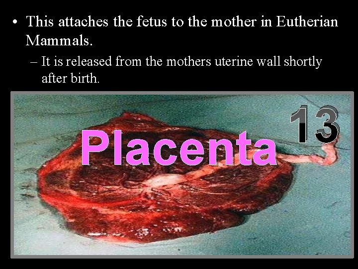  • This attaches the fetus to the mother in Eutherian Mammals. – It