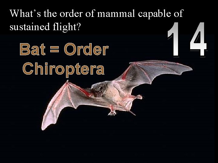 What’s the order of mammal capable of sustained flight? Bat = Order Chiroptera Copyright