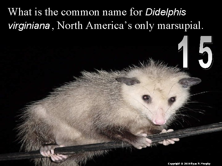 What is the common name for Didelphis virginiana , North America’s only marsupial. Copyright