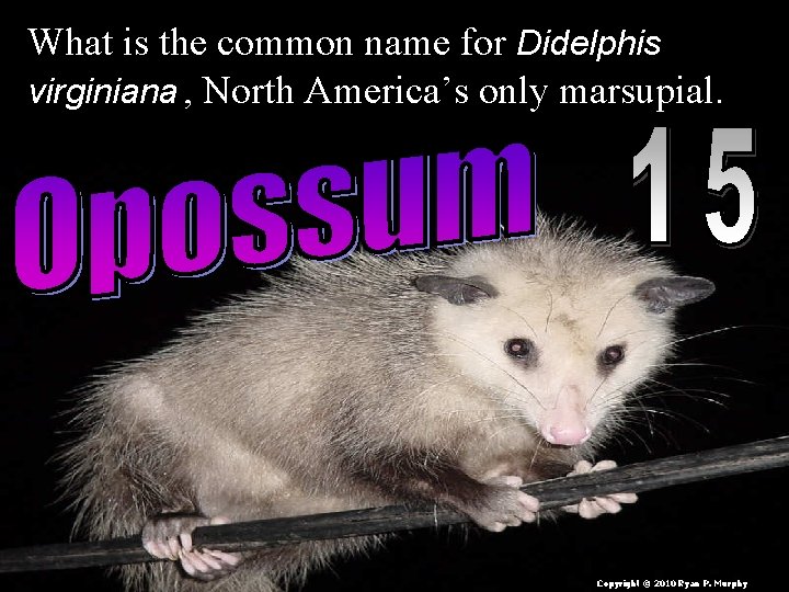 What is the common name for Didelphis virginiana , North America’s only marsupial. Copyright