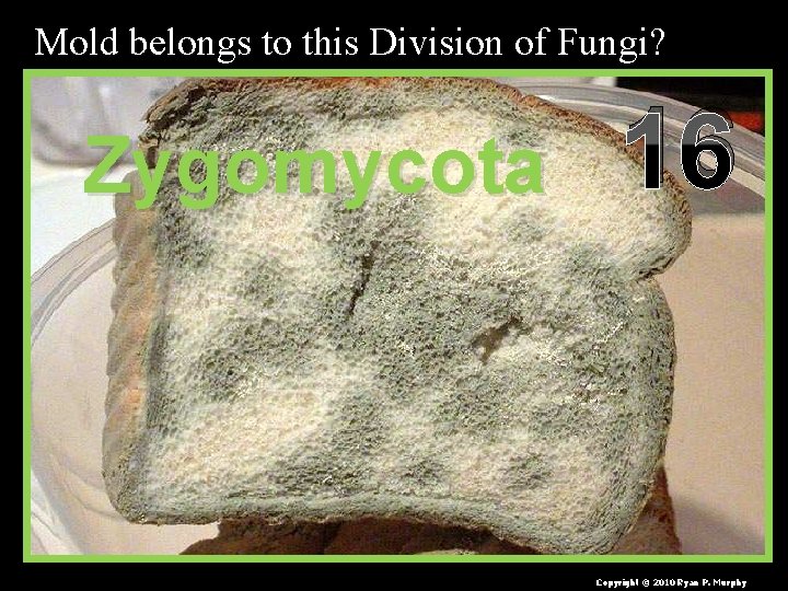Mold belongs to this Division of Fungi? Zygomycota 16 Copyright © 2010 Ryan P.