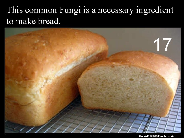 This common Fungi is a necessary ingredient to make bread. 17 Yeast is a