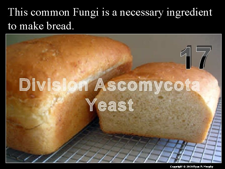 This common Fungi is a necessary ingredient to make bread. 17 Division Ascomycota Yeast