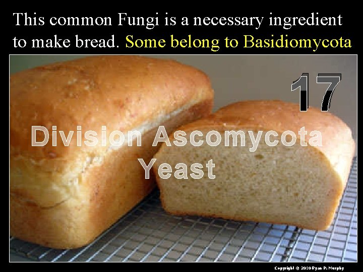 This common Fungi is a necessary ingredient to make bread. Some belong to Basidiomycota