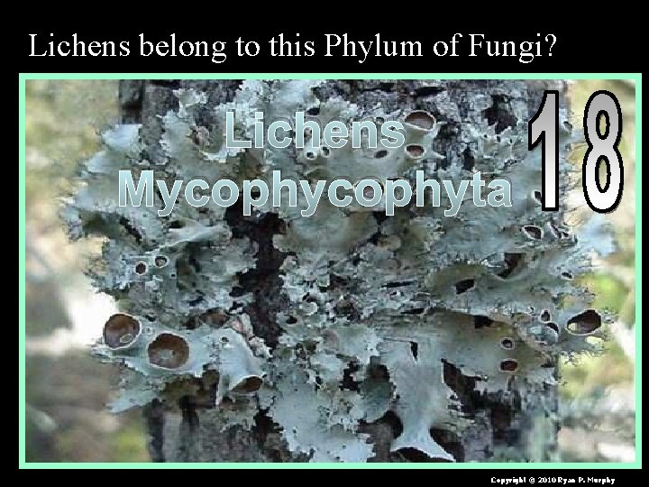 Lichens belong to this Phylum of Fungi? Lichens Mycophyta Copyright © 2010 Ryan P.