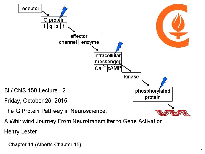 receptor G protein i q s t effector channel enzyme intracellular messenger Ca 2+