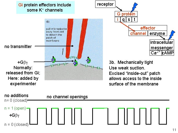 receptor Gi protein effectors include some K+ channels G protein i q s t