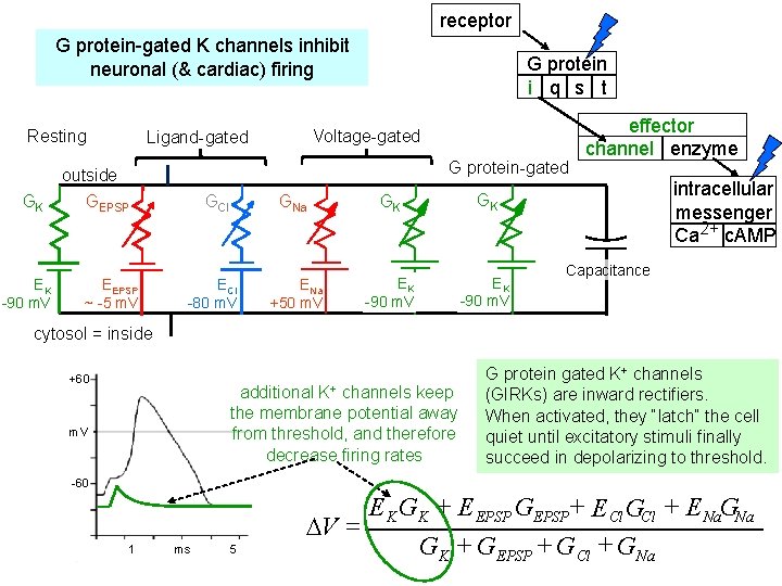 receptor G protein-gated K channels inhibit neuronal (& cardiac) firing Resting GK EK -90