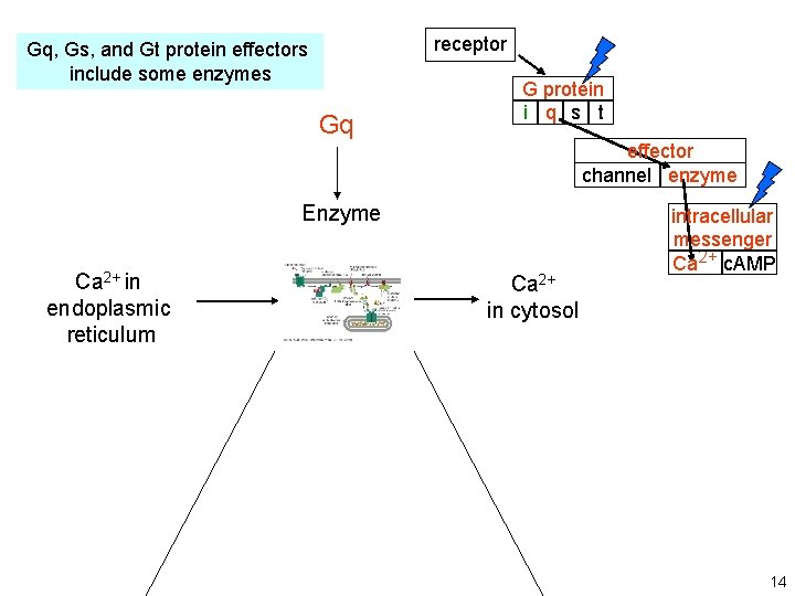 receptor Gq, Gs, and Gt protein effectors include some enzymes Gq G protein i