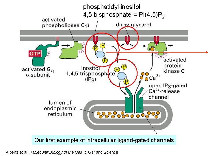 phosphatidyl inositol 4, 5 bisphosphate = PI(4, 5)P 2 Our first example of intracellular