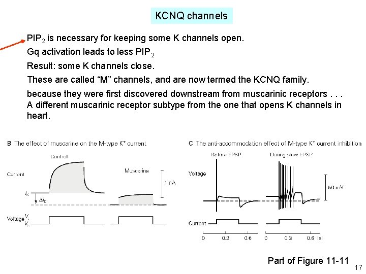 KCNQ channels PIP 2 is necessary for keeping some K channels open. Gq activation