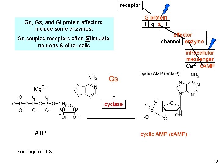 receptor G protein i q s t Gq, Gs, and Gt protein effectors include