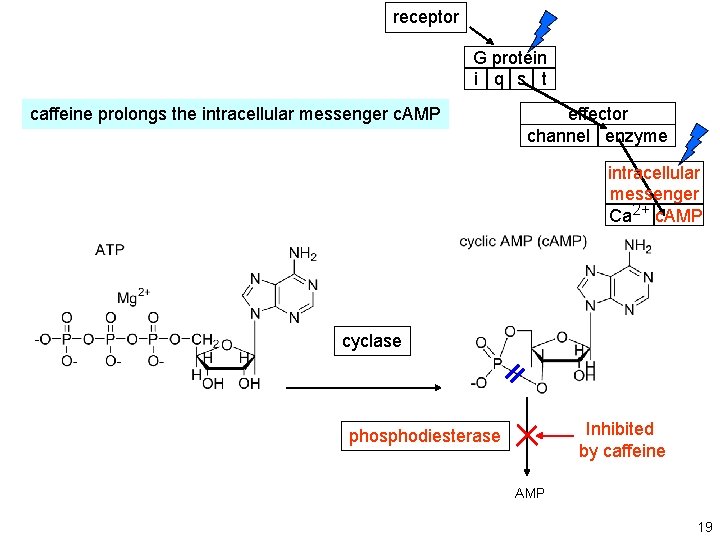 receptor G protein i q s t caffeine prolongs the intracellular messenger c. AMP
