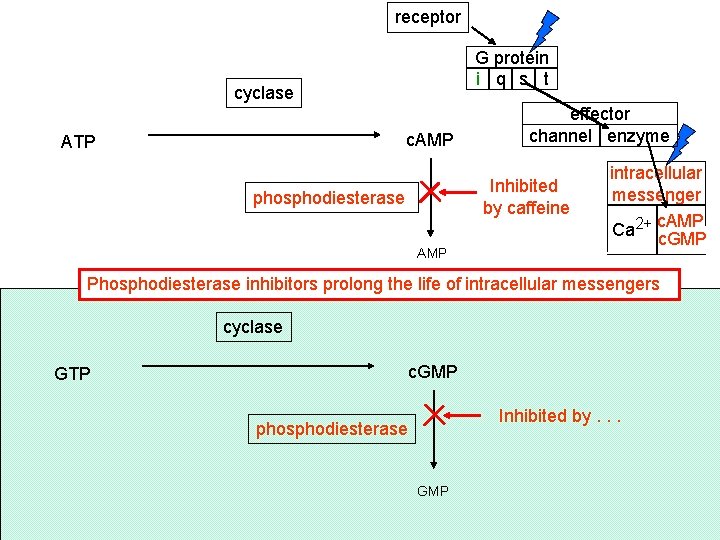 receptor G protein i q s t cyclase c. AMP ATP effector channel enzyme