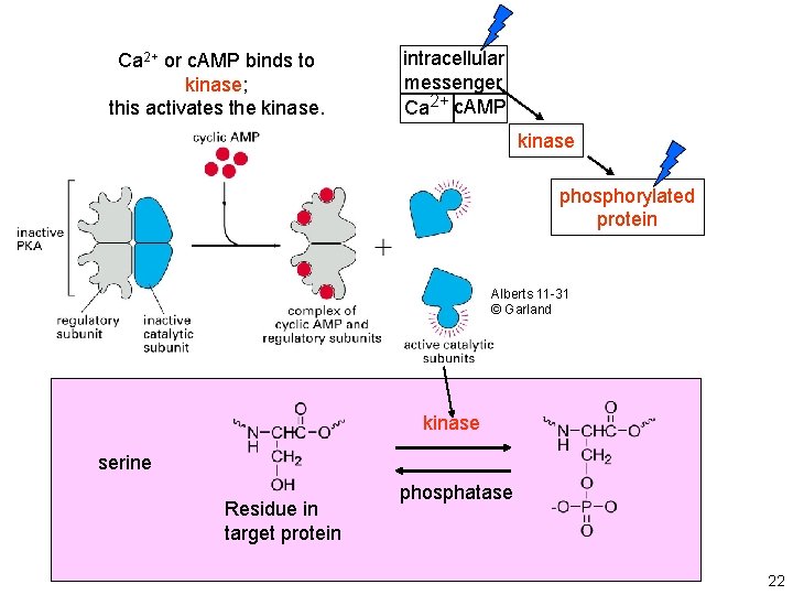 Ca 2+ or c. AMP binds to kinase; this activates the kinase. intracellular messenger