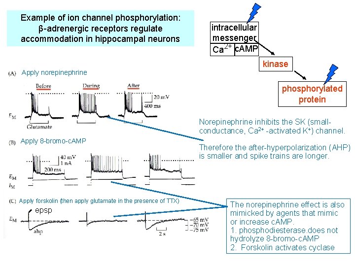 Example of ion channel phosphorylation: β-adrenergic receptors regulate accommodation in hippocampal neurons Apply norepinephrine