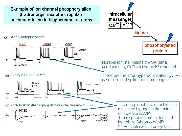 Example of ion channel phosphorylation: β-adrenergic receptors regulate accommodation in hippocampal neurons Apply norepinephrine