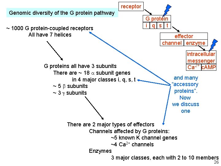 receptor Genomic diversity of the G protein pathway ~ 1000 G protein-coupled receptors All