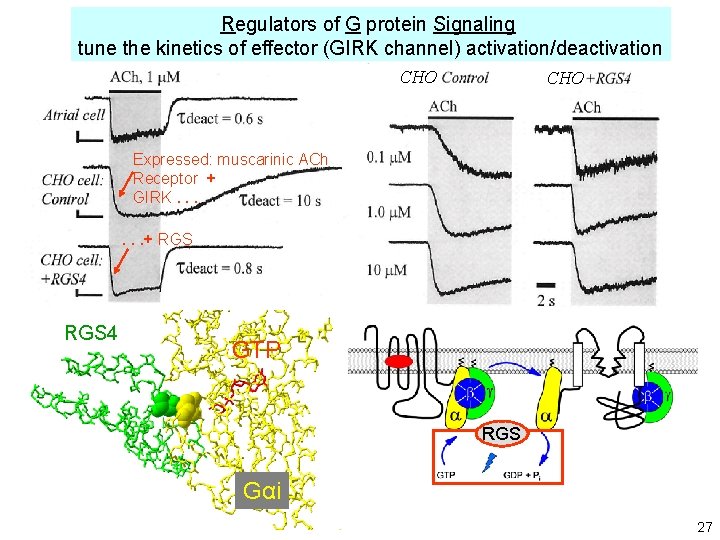 Regulators of G protein Signaling tune the kinetics of effector (GIRK channel) activation/deactivation CHO