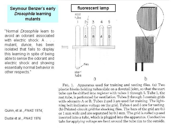 Seymour Benzer’s early Drosophila learning mutants “Normal Drosophila learn to avoid an odorant associated