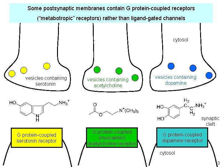 Some postsynaptic membranes contain G protein-coupled receptors (“metabotropic” receptors) rather than ligand-gated channels cytosol