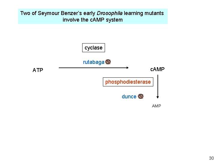 Two of Seymour Benzer’s early Drosophila learning mutants involve the c. AMP system cyclase