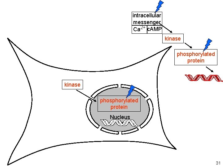intracellular messenger Ca 2+ c. AMP kinase phosphorylated protein Nucleus 31 