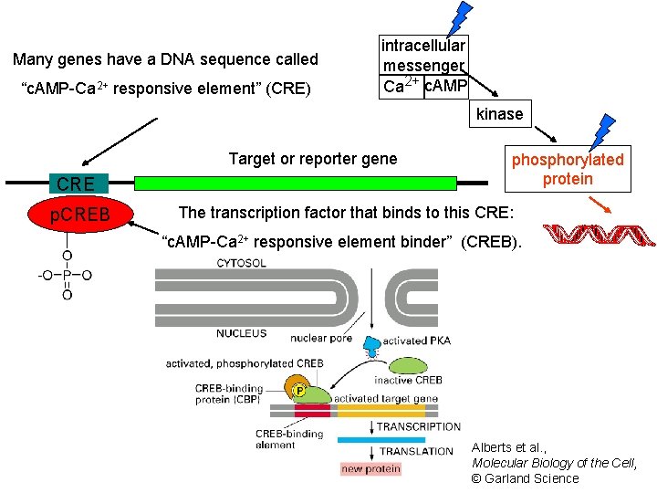 Many genes have a DNA sequence called “c. AMP-Ca 2+ responsive element” (CRE) intracellular