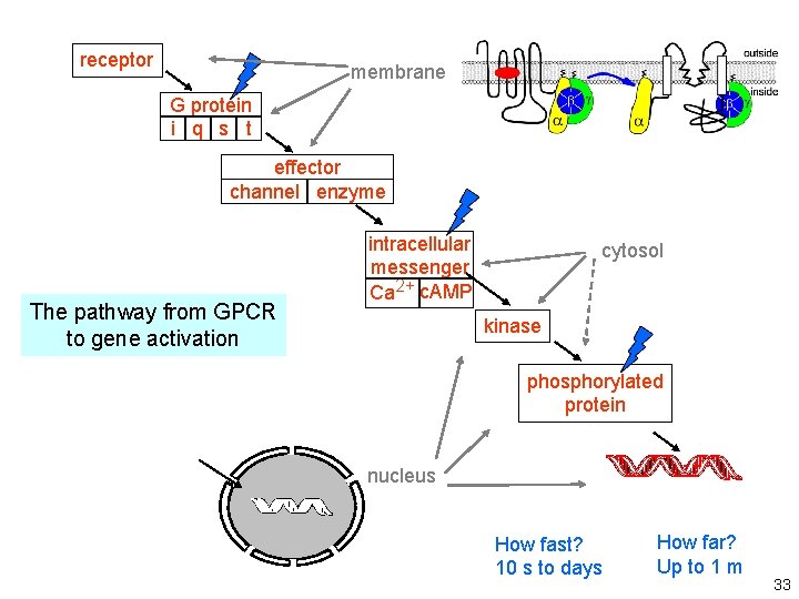 from Lecture 12 receptor membrane G protein i q s t effector channel enzyme