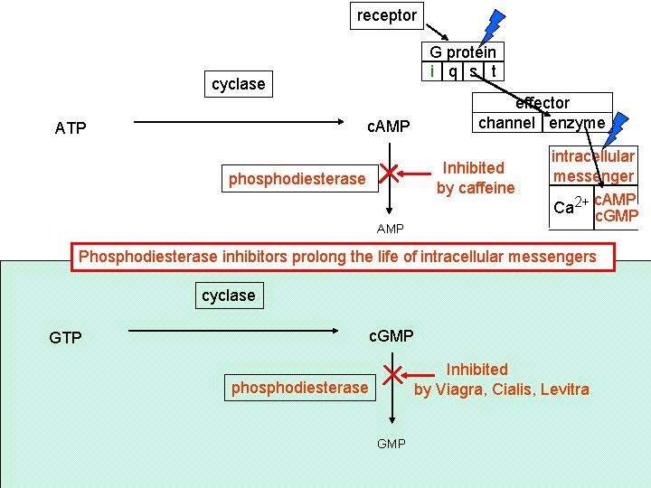 receptor G protein i q s t cyclase effector channel enzyme c. AMP ATP