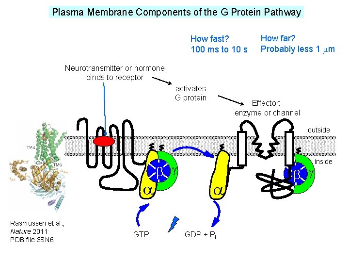 Plasma Membrane Components of the G Protein Pathway How fast? 100 ms to 10