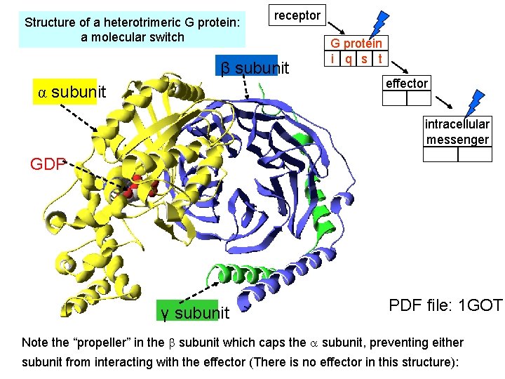 Structure of a heterotrimeric G protein: a molecular switch receptor β subunit α subunit