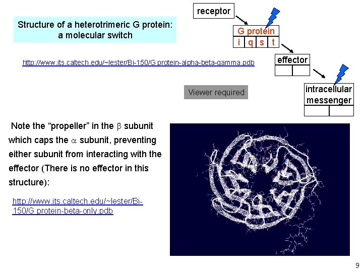 receptor Structure of a heterotrimeric G protein: a molecular switch G protein i q