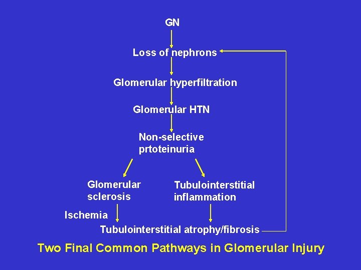 GN Loss of nephrons Glomerular hyperfiltration Glomerular HTN Non-selective prtoteinuria Glomerular sclerosis Tubulointerstitial inflammation