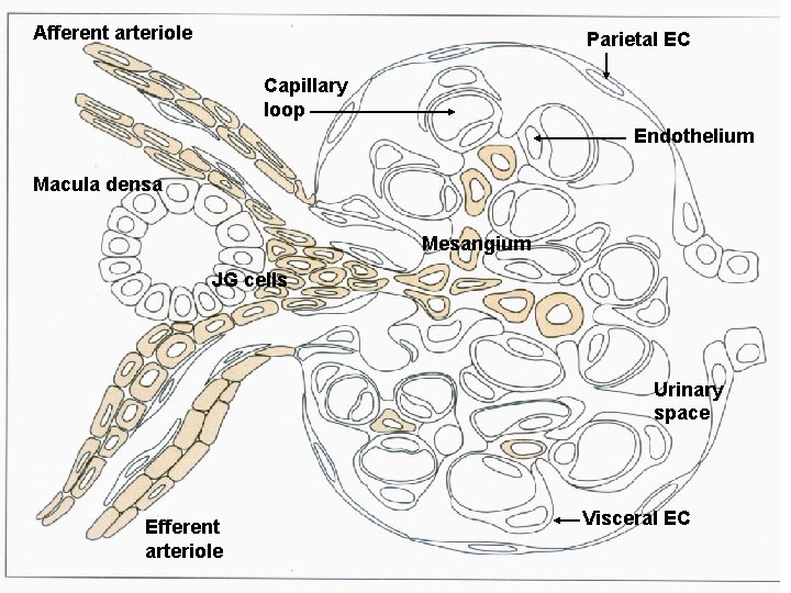 Afferent arteriole Parietal EC Capillary loop Endothelium Macula densa Mesangium JG cells Urinary space