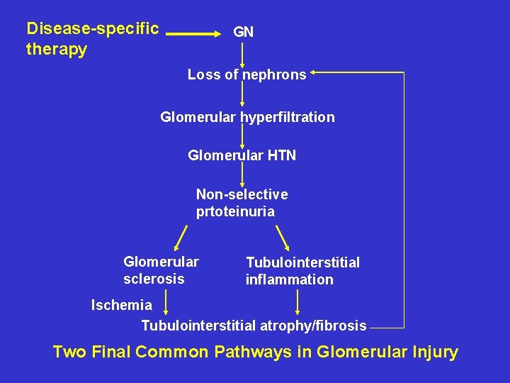 Disease-specific therapy GN Loss of nephrons Glomerular hyperfiltration Glomerular HTN Non-selective prtoteinuria Glomerular sclerosis