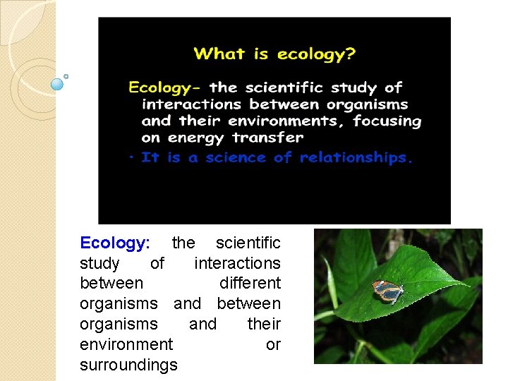 Ecology: the scientific study of interactions between different organisms and between organisms and their