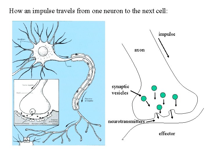 How an impulse travels from one neuron to the next cell: impulse axon synaptic