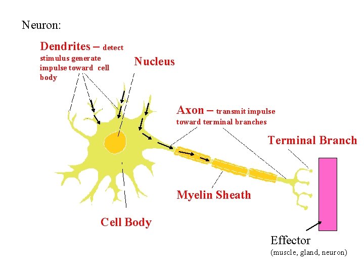Neuron: Dendrites – detect stimulus generate impulse toward cell body Nucleus Axon – transmit