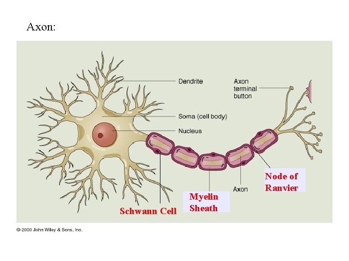 Axon: Schwann Cell Myelin Sheath Node of Ranvier 