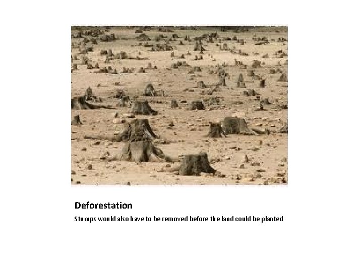 Deforestation Stumps would also have to be removed before the land could be planted