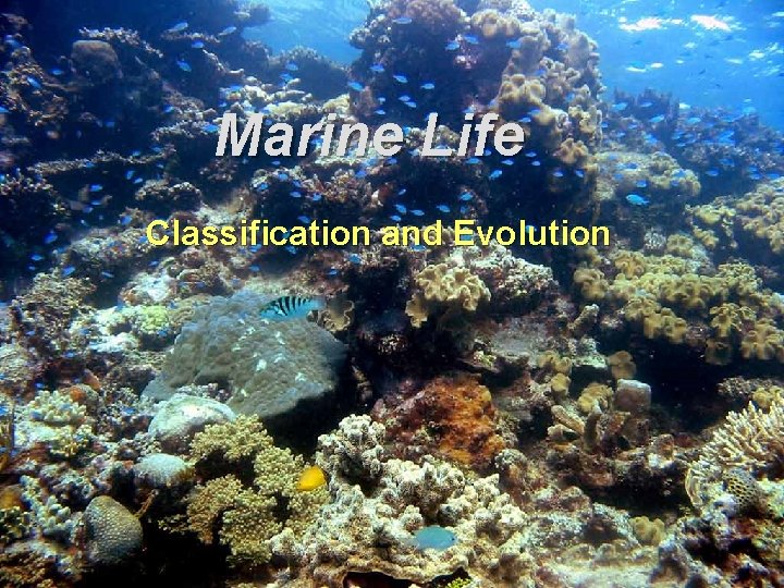 Marine Life Classification and Evolution 