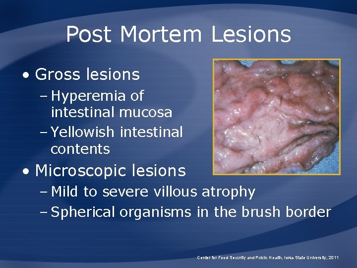 Post Mortem Lesions • Gross lesions – Hyperemia of intestinal mucosa – Yellowish intestinal