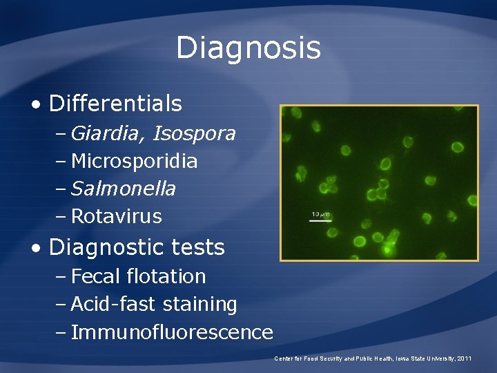 Diagnosis • Differentials – Giardia, Isospora – Microsporidia – Salmonella – Rotavirus • Diagnostic