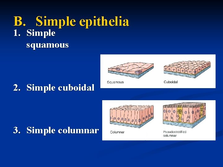 B. Simple epithelia 1. Simple squamous 2. Simple cuboidal 3. Simple columnar 