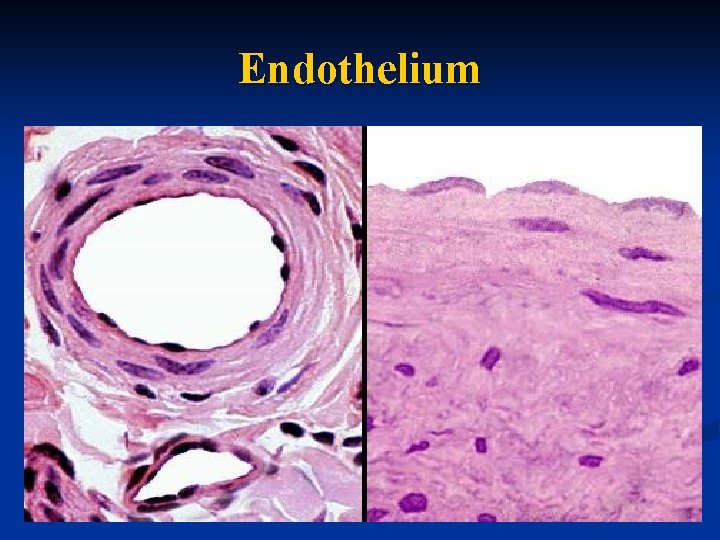 Endothelium 