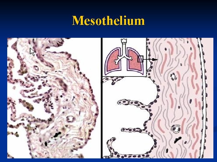 Mesothelium 