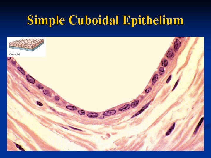 Simple Cuboidal Epithelium 
