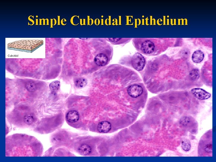 Simple Cuboidal Epithelium 