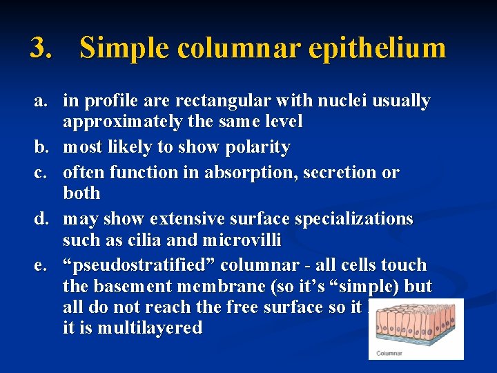 3. Simple columnar epithelium a. in profile are rectangular with nuclei usually approximately the